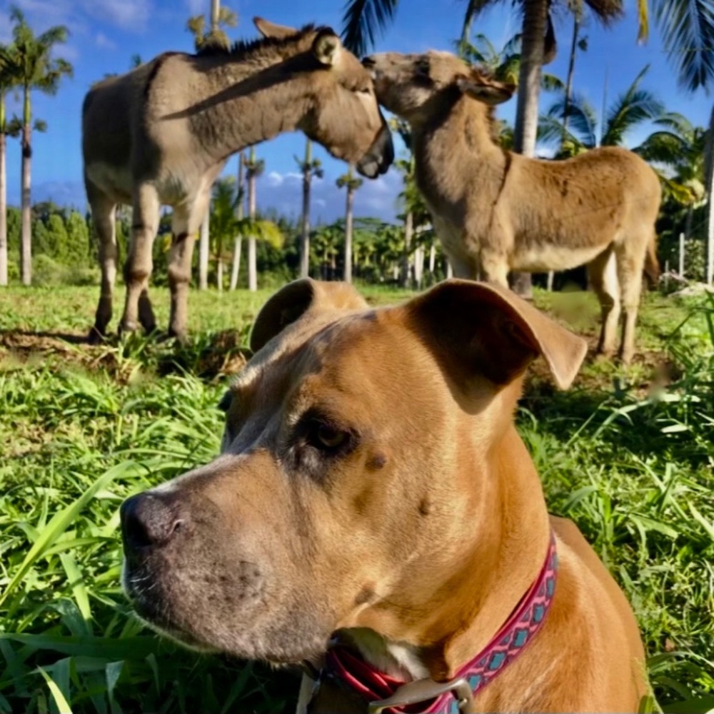Meet your Posher, Lea